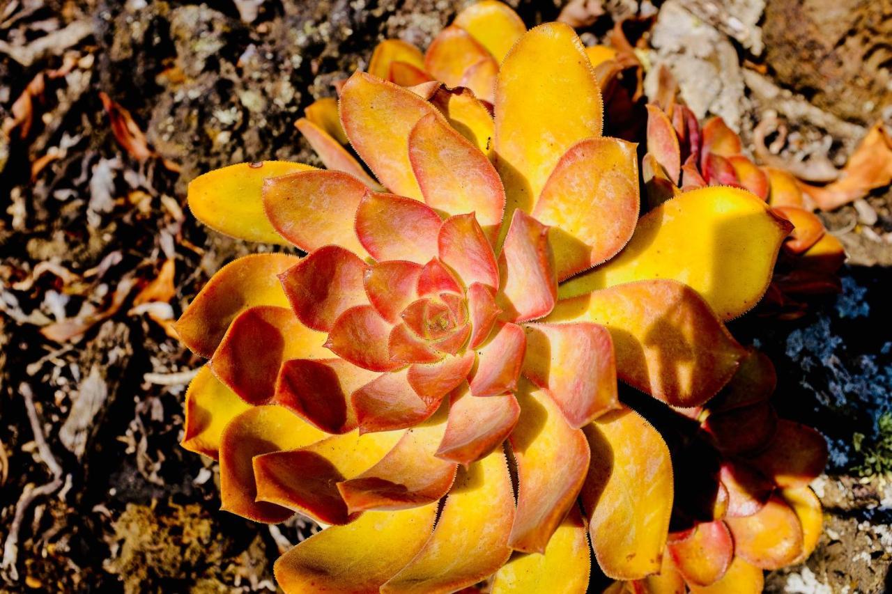 Finca Valentina Tigalate Bagian luar foto